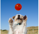 Bionic Ball Dog Toy - Large