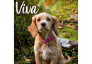 Ancol Viva Collar - Pink