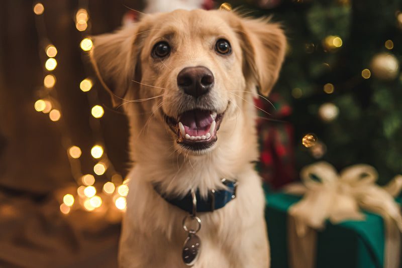 3 easy ways to have a pet-friendly Christmas