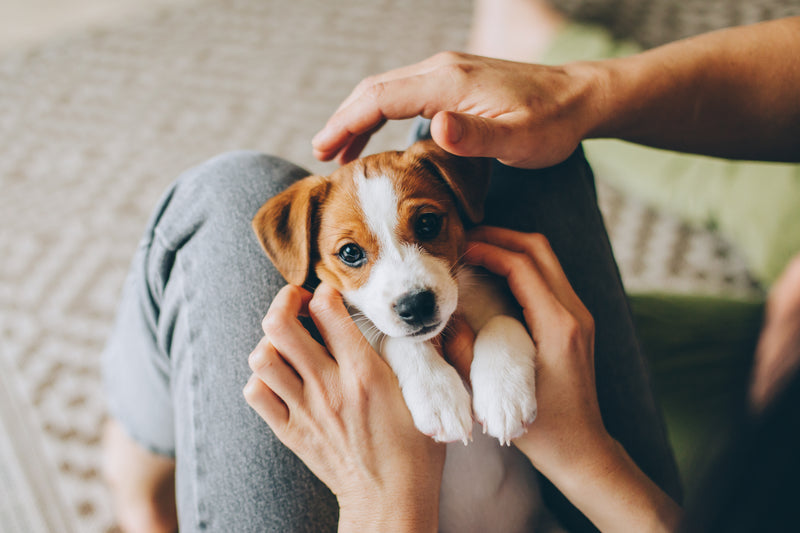 5 reasons why you should get a dog in 2023