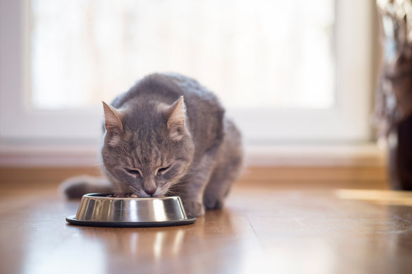Everything you need to know about feeding your cat/kitten