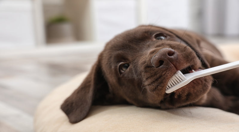 Dog dental care guide