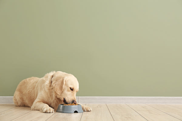 Which types of dog food are available at Pet Shop Online?