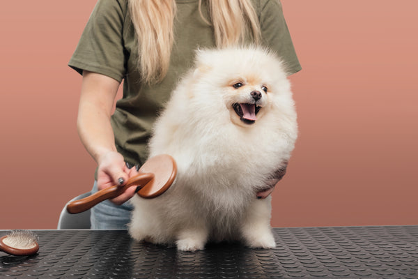 Everything you need to know about grooming your new puppy