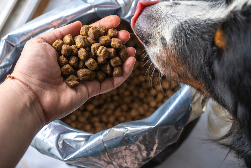 5 signs your puppy needs grain-free food