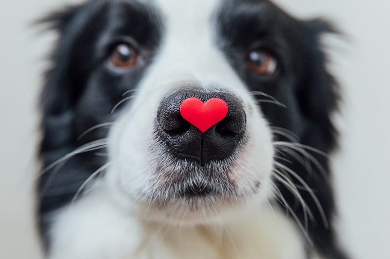 How to involve your dog in your Valentine’s Day plans