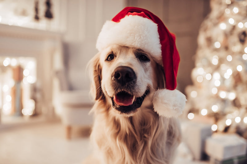 How to keep your pets safe this Christmas