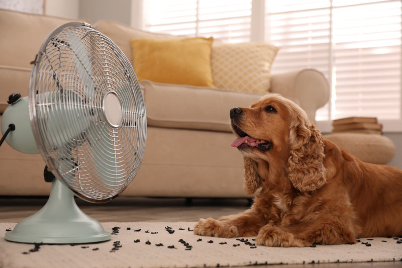 How to keep your pets safe this summer
