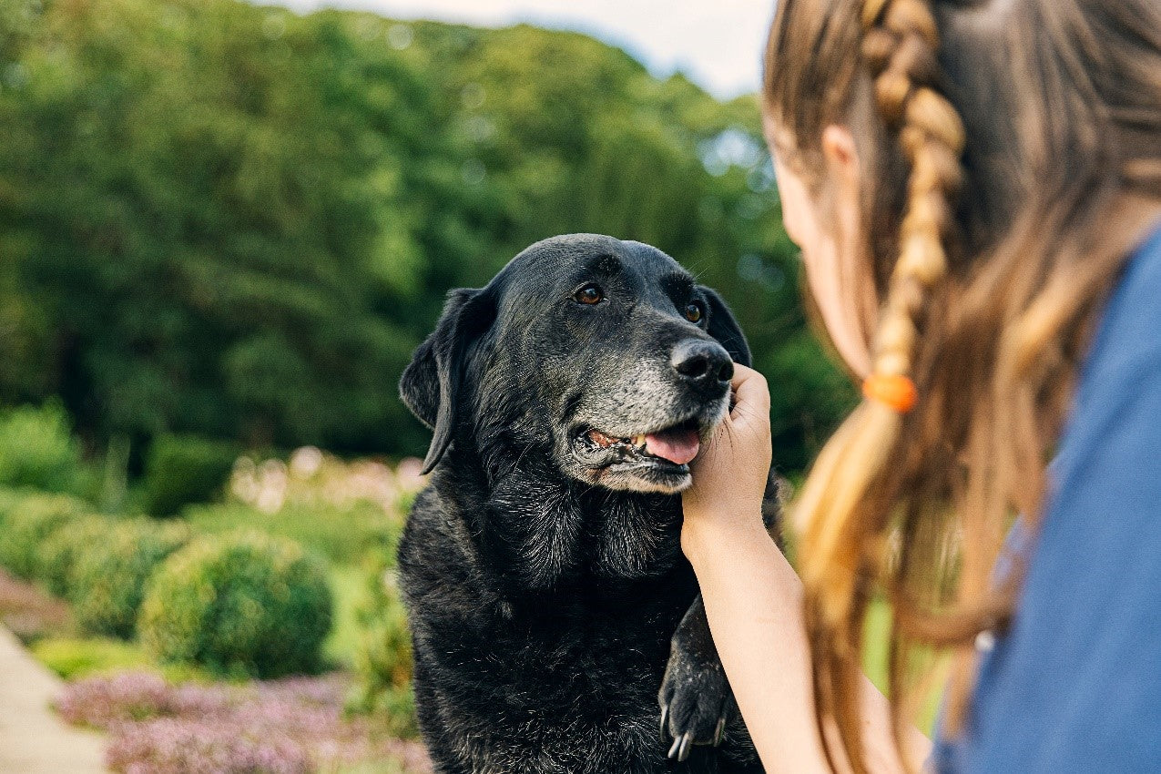 is-my-dog-too-old-to-train-pet-shop-online