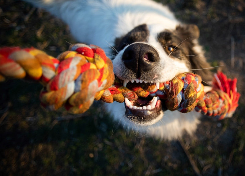 Dog toys: 5 reasons why they’re essential for your dog’s happiness