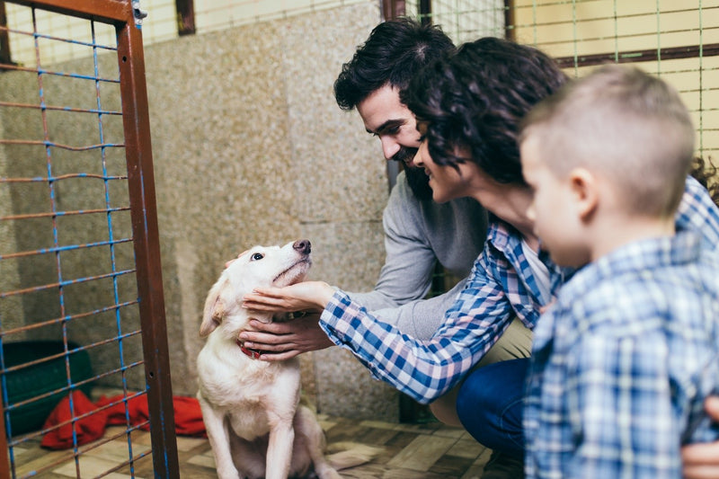 ‘Adopt, don’t shop!’: 4 reasons why you should adopt a rescue dog
