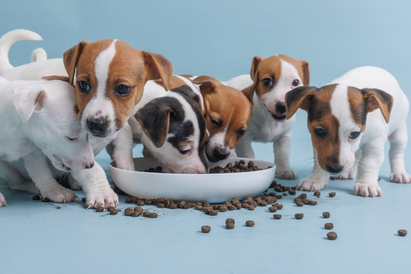How to choose the best food for your new puppy