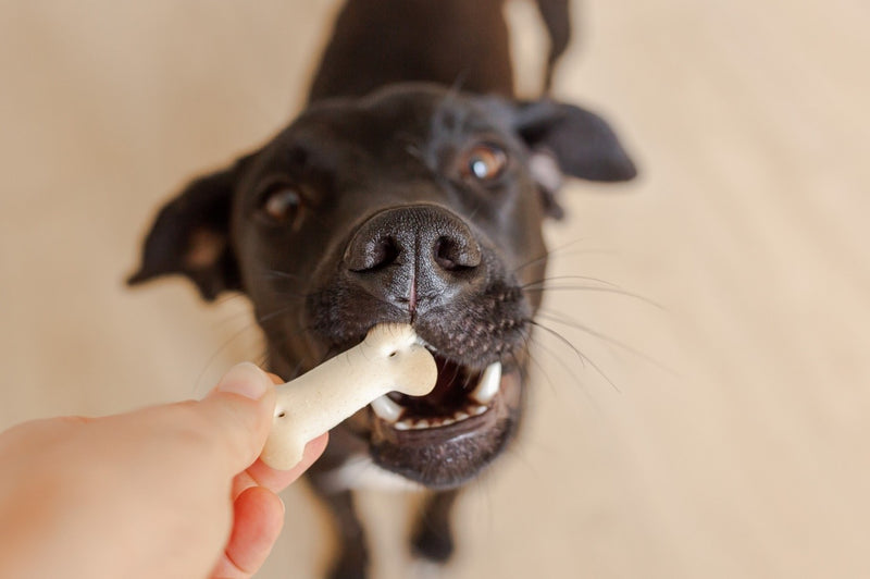 Top 5 benefits of all-natural dog treats