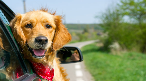 Travelling with pets