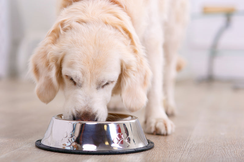 Guide to feeding your dog/puppy