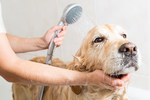 Top 5 tips for grooming your dog at home