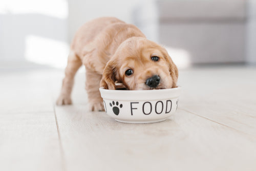 5 common puppy food mistakes you might be making