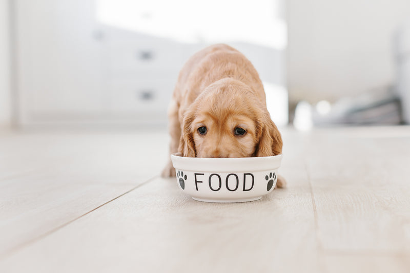 Everything you need to know about feeding your new puppy
