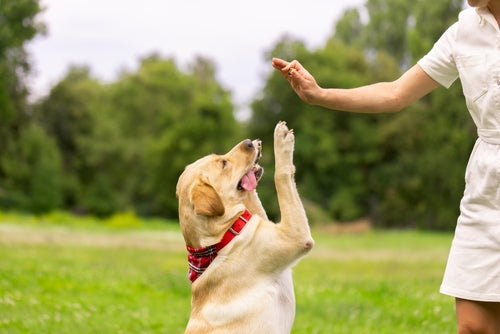 New year, new tricks: Top training resolutions for your furry friend