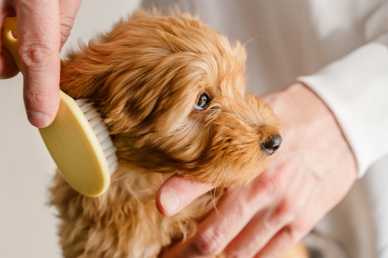 5 must-have grooming supplies for new puppy