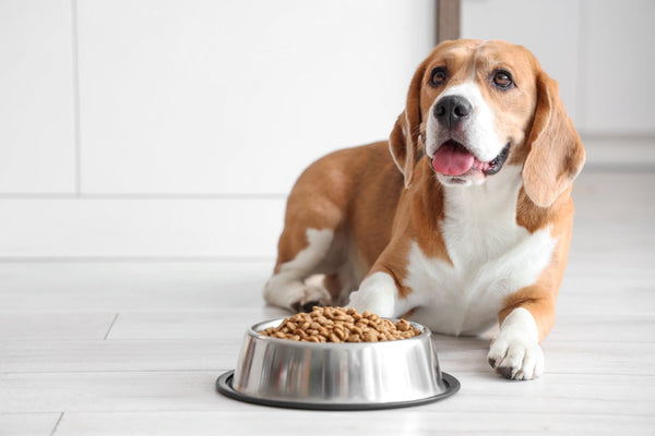 Why grain-free dog food could benefit your dog