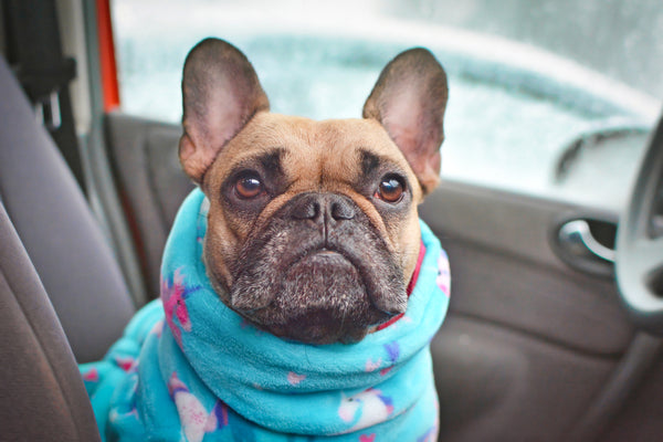Ultimate pet care guide for winter