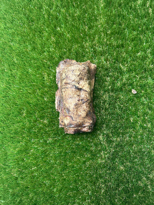 Buffalo Trachea wrapped in Buffalo Lung