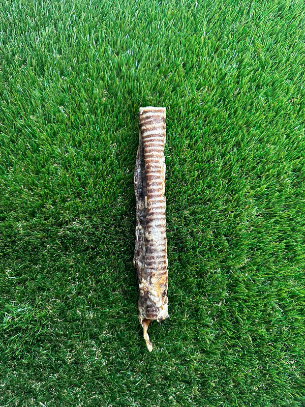 Lamb Trachea