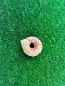 Hunters Treats Mini Buffalo Trachea Donut