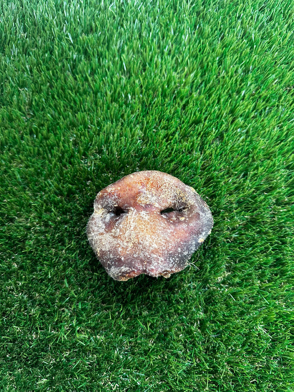 Natural Pig Snout For Dogs - Single