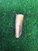 T-Forrest Mini Beef Rib