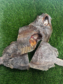 Premium Sole Fish Cuts