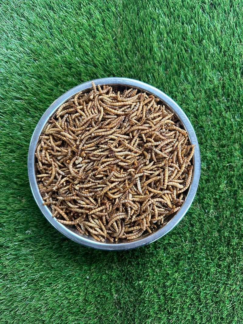 Dried Mealworms for Birds