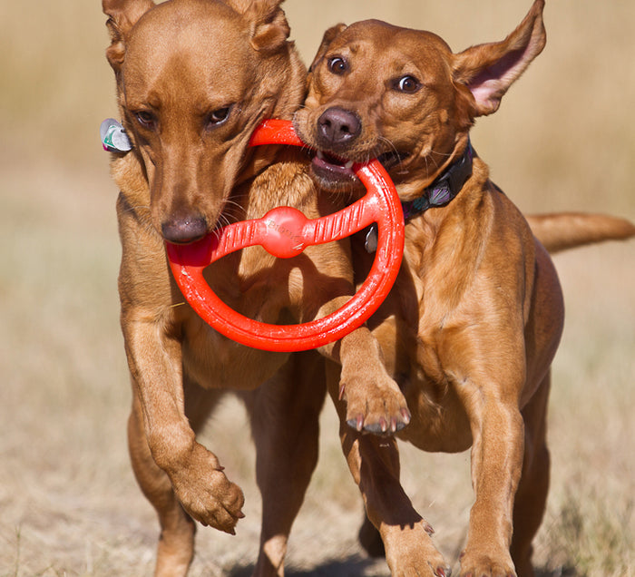 Bionic Toss N Tug Dog Toy