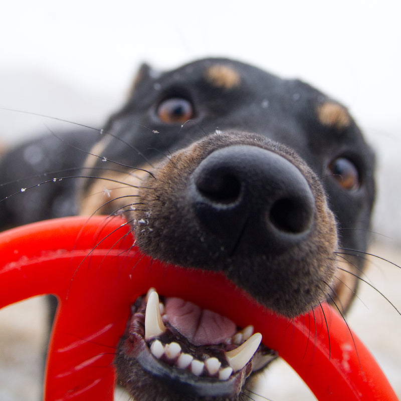 Bionic Toss-N-Tug Dog Toy