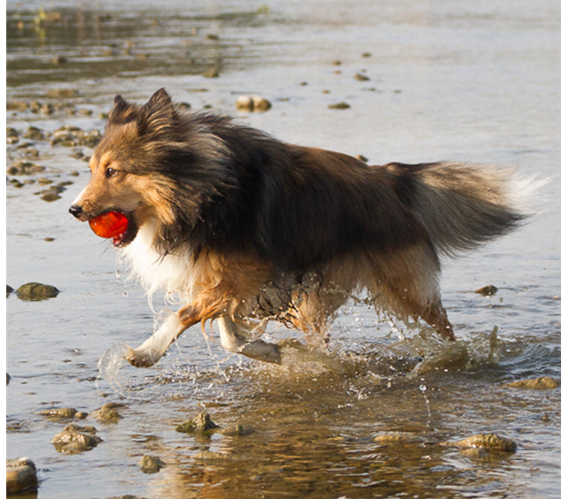 Bionic Ball Dog Toy - Small