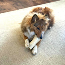 Beef & Dripping Filled Bone