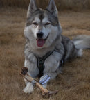 Anco Naturals Wild Game Bone -  Large