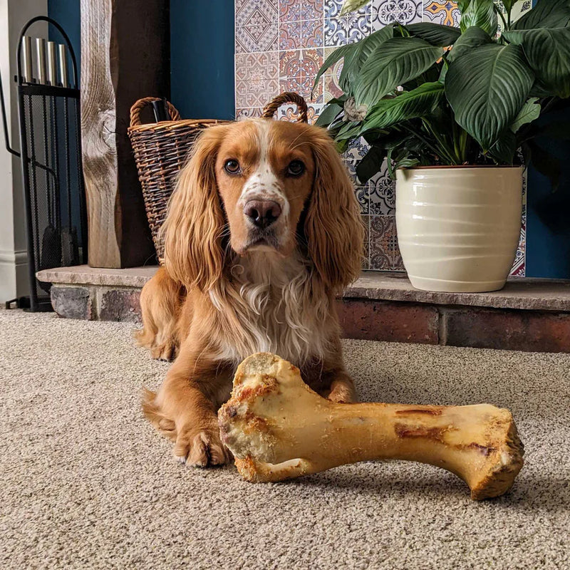 Roasted Whole Bone Jurassic