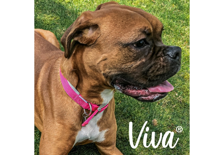 Ancol Viva Padded Buckle Dog Collar - Pink